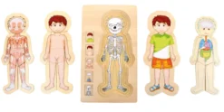 Schichtenpuzzle Anatomie Junge
