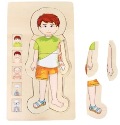 Schichtenpuzzle Anatomie Junge