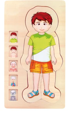 Schichtenpuzzle Anatomie Junge
